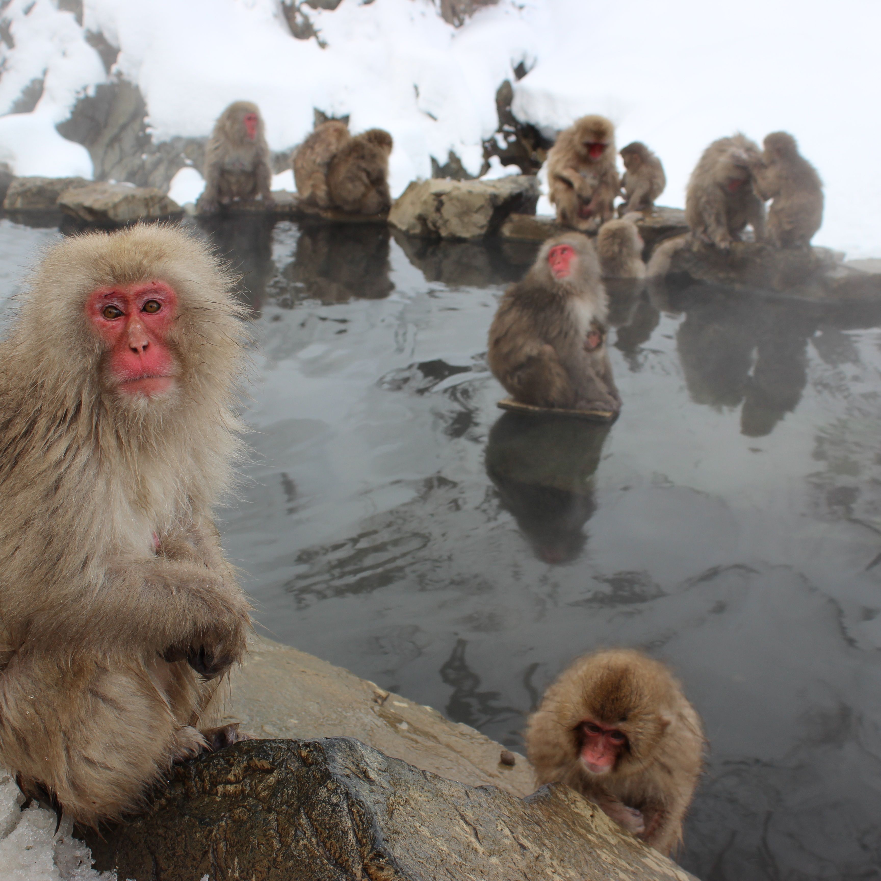 The Japanese Snow Monkey