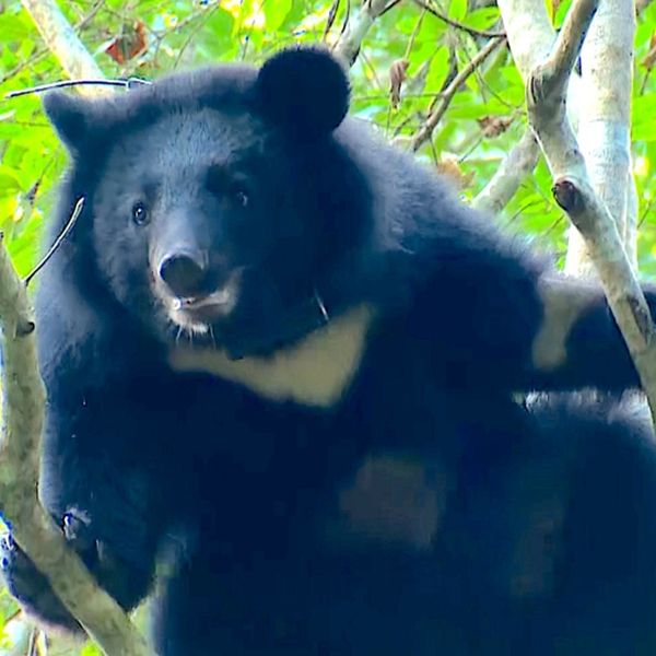 The Taiwan Black Bear