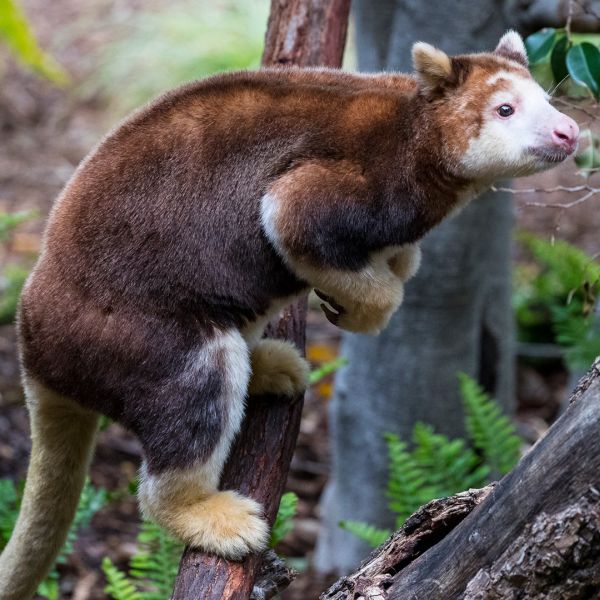 The Tree Kangaroo