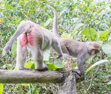 The Japanese Snow Monkey